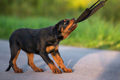 ROTTWEILER_associazione_mammagatta