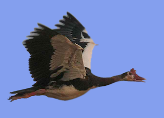 Spur-Winged Goose (Plectropterus gambensis)