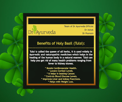 Holy Basil Benefits by Dr Ayurveda