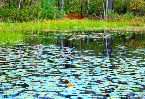 9. pond-kab