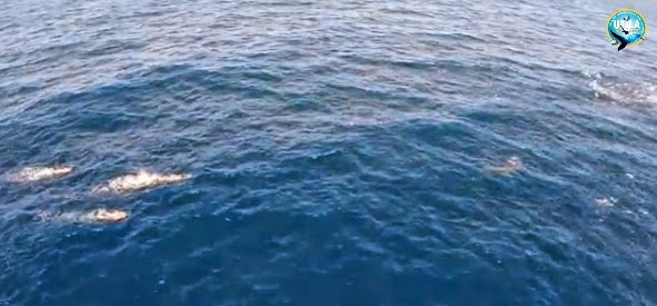 http://scubadiverlife.com/2014/05/24/quadcopter-view-snorkeling-utila-whale-sharks/