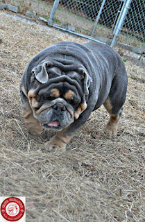 Mighty English Bulldog