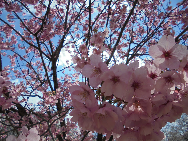 とっとり花回廊のヨウコウ桜