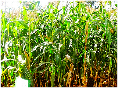 maize plantation