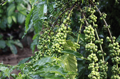 Manfaat Kopi Hijau (Green Coffee) Untuk Kesehatan dan Diet