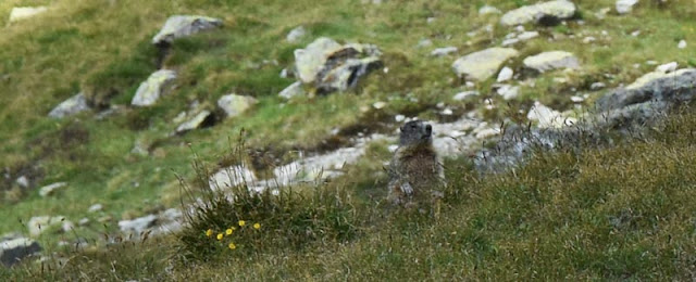 Marmotte dans les alpages