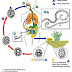 Daur hidup cacing gelang (Ascaris lumbricoides)