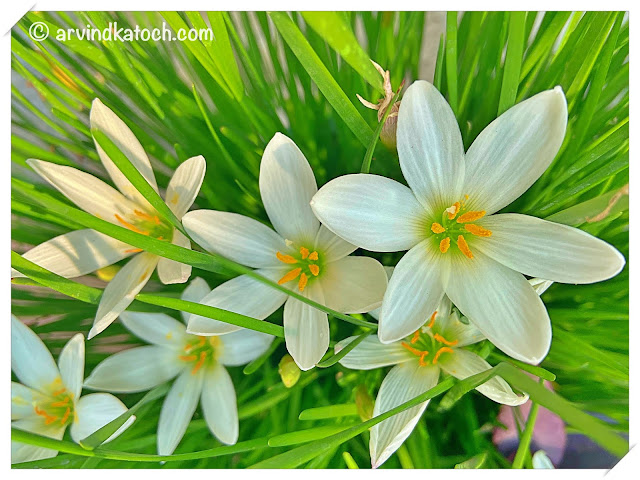 Beautiful White Grass Flowers (iphone photography)