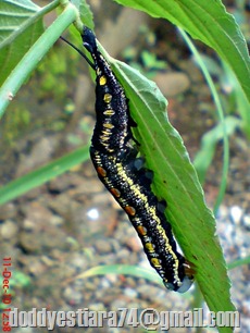 Ulat ngengat Sphingidae ganti kulit 