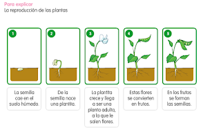 http://www.primerodecarlos.com/SEGUNDO_PRIMARIA/enero/tema1/actividades/CONO/reprod/La_reproduccion_de_las_plantas_contenido.swf