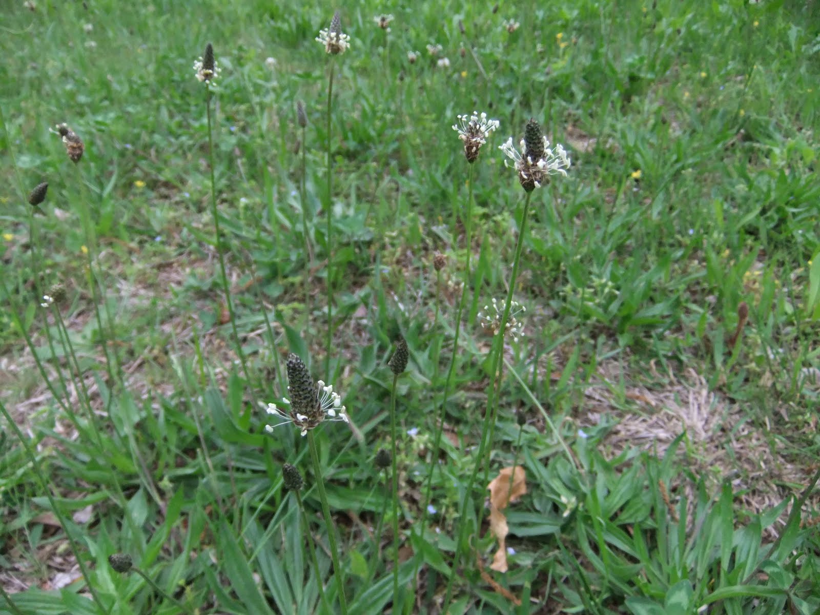 英仏語ガイドの植物観察メモ ヘラオオバコ