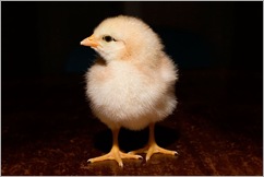 day old chick