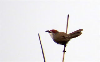 Chestnut-capped Babbler