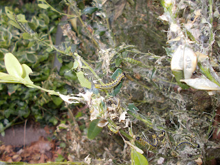 Arge Ochropus; Arge Ochropus Caterpillars; Arge Ochropus Larvae; Arge Pagana; Arge Pagana Caterpillars; Arge Pagana Larvae; Box Tree Moth; Box Tree Moth Caterpillars; Box Tree Moth Larvae; Buff Tipped Moth; Buff Tipped Moth Caterpillars; Buff Tipped Moth Larvae; Buff-Tip Caterpillars Larvae; Buff-Tip Larvae; Butterfly Conservation; Caterpillars; Cydalima Perspectalis; Cydalima Perspectalis Caterpillars; Cydalima Perspectalis Larvae; Insects; Insects Photography; Large Rose Sawfly; Large Rose Sawfly Caterpillars; Large Rose Sawfly Larvae; Larvae; Lesser Rose Sawfly; Lesser Rose Sawfly Caterpillars; Lesser Rose Sawfly Larvae; Phalera Bucephala; Phalera Bucephala Caterpillars; Phalera Bucephala Larvae; RHS; Sawfly Caterpillars; Sawfly Larvae; Small Scale World; smallscaleworld.blogspot.com;