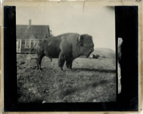 A black and white photograph of a bison.