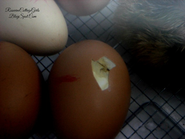 #hatchingchicks #eggs #chickens