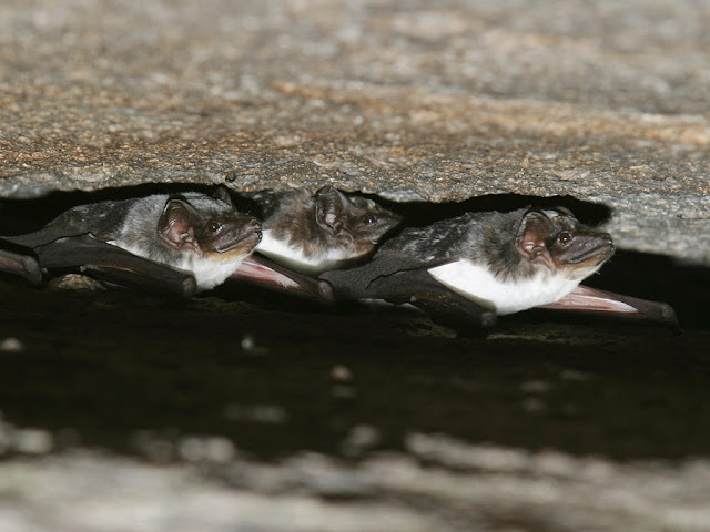 Pouched Tomb Bat - Saccolaimus saccolaimus