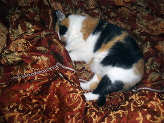 gata durmiendo