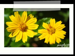 Yellow Flowers in our Frontyard