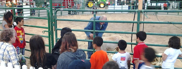 kdays sheep shearing