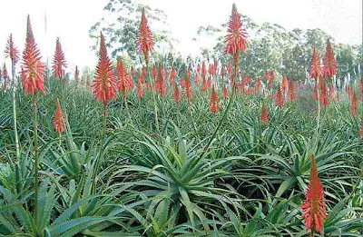 Information on Candelabra Aloe