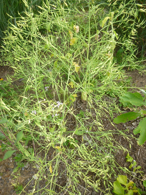 Daikon radish (Raphanus sativus) gone to seed