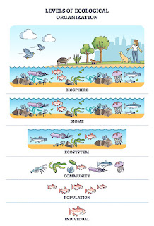 biological levels organization