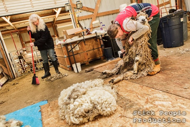 Sheep Shearing - (c) Stick People Productions / Kelly Doering