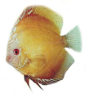 Ikan Discus dan Jenis Ikan Discus Termahal