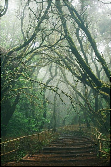 Parque Nacional de Garajonay, en la Isla de La Gomera