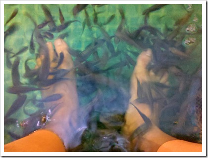 Fish Spa