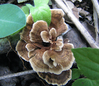 Fungus growing in Puriscal