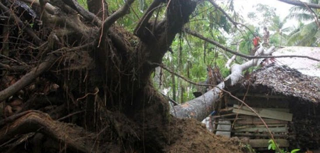 Warga Padang Bulan Jayapura tewas tertimpa pohon