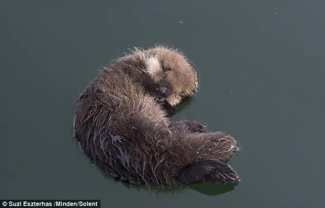 Pictures Show Mother Otter Keeping Her Baby Dry On Her Chest