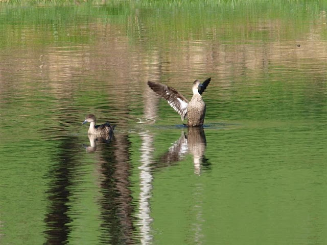 Grey Teal Ducks