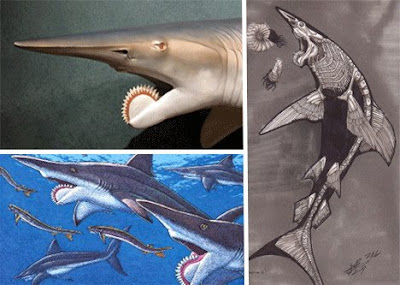 十四種已滅絕怪獸 旋齒鯊