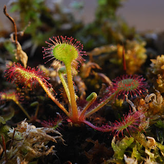 Drosera rotundifoli (homeopathie)