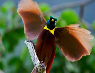 Red bird of paradise (Paradisaea Rubra)