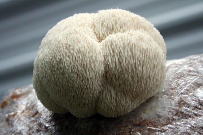 BUY LIONS MANE KIT | BIOBRITTE STORE 