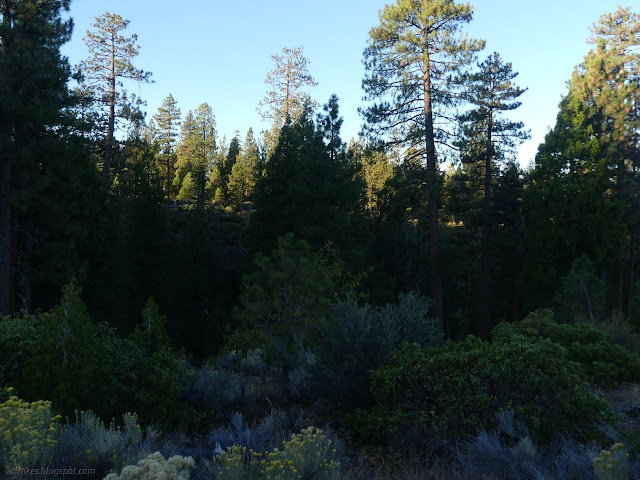 05: trees shortened by growing from far below