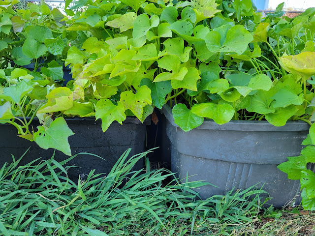 Sweet potato vines planted in plastic totes