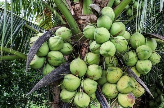 pohon kelapa hibrida terlengkap Sukabumi