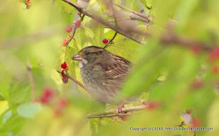 White-throated Sparrow Eating Berries, 11/19/10 Broadmoor