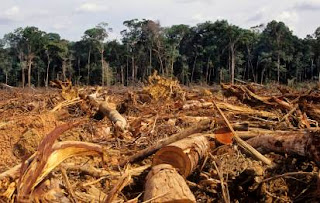 Makalah Ilmu Kealaman Dasar Tentang Illegal Logging