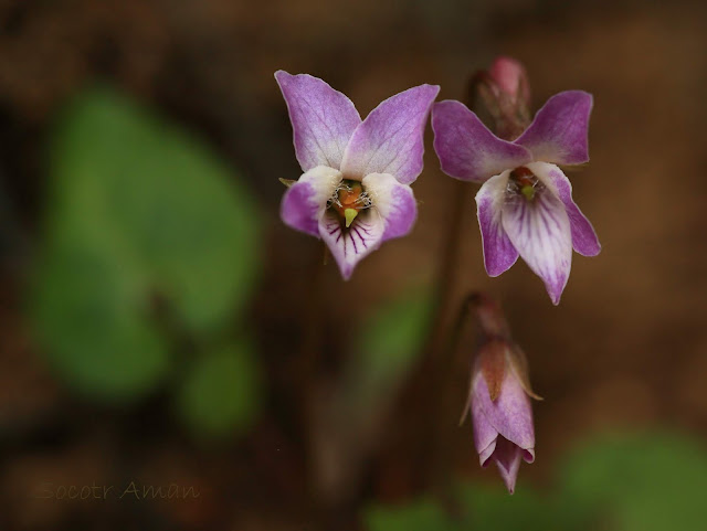 Viola tokubuchiana