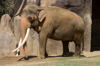 asian elephant