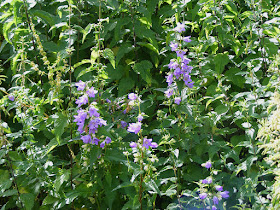 Nettle-leaved Bellflower Campanula trachelium.  Indre et Loire, France. Photographed by Susan Walter. Tour the Loire Valley with a classic car and a private guide.