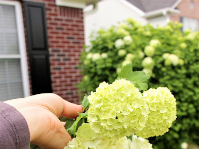 √ダウンロード スノーボール 花 庭 230576-スノーボール 花 庭