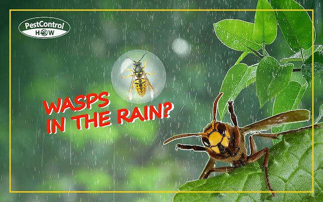 do-wasps-come-out-in-the-rain