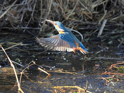 カワセミの水面飛出し1 黒目川 Canon EOS R7にて撮影